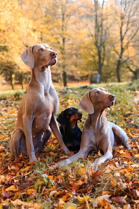 秋天树林草地落叶腊肠犬摄影图片
